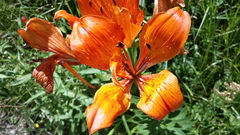 Lilium bulbiferum