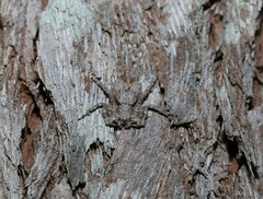 Stephanopis altifrons