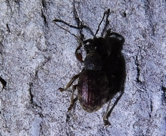 Otiorhynchus rotundus