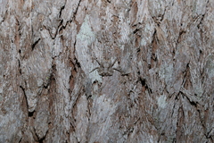 Stephanopis altifrons