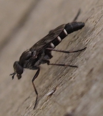 Bonjeania