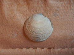 Dosinia exoleta