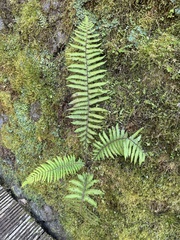 Cyclogramma auriculata