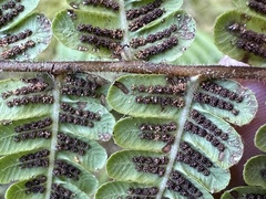 Cyclogramma auriculata