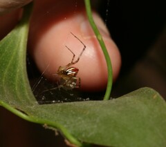 Theridion pyramidale