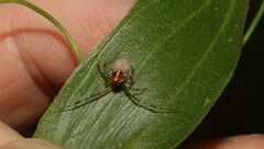 Theridion pyramidale