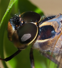 Telephlebia godeffroyi