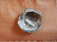 Dosinia exoleta