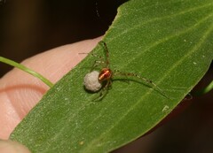 Theridion pyramidale