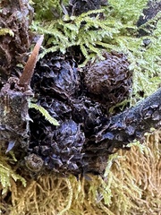 Cyclogramma auriculata