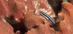 Elacatinus lobeli