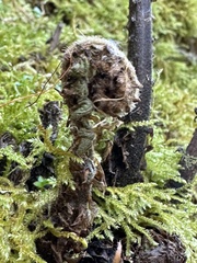 Cyclogramma auriculata