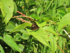Panyapedaliodes drymaea