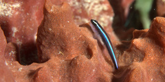 Elacatinus lobeli