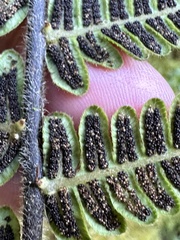 Cyclogramma auriculata