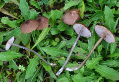 Entoloma lividocyanulum