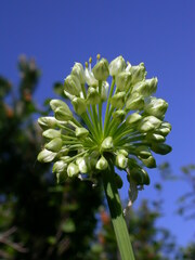 Allium victorialis