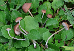 Entoloma lividocyanulum