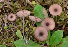 Entoloma lividocyanulum