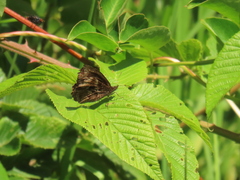 Panyapedaliodes drymaea