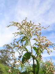 Lepidaploa canescens