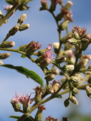 Lepidaploa canescens