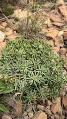 Euphorbia davyi