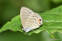 Catopyrops ancyra