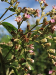 Lepidaploa canescens