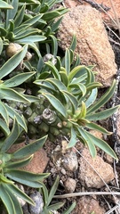 Euphorbia davyi