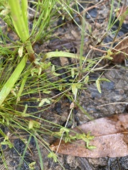 Isolepis levynsiana