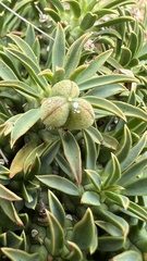 Euphorbia davyi