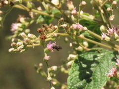 Asemosyrphus mexicanus