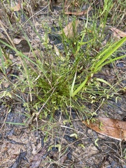 Isolepis levynsiana