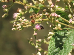Asemosyrphus mexicanus