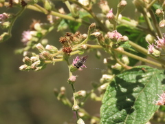 Asemosyrphus mexicanus