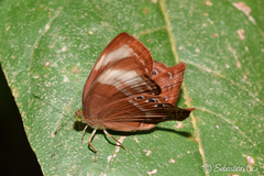 Abisara saturata