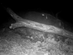 Sus scrofa leucomystax