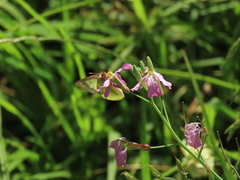 Colias dimera