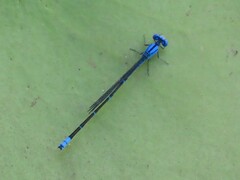 Pseudagrion cingillum