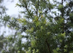 Podocarpus glomeratus
