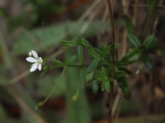 Arenaria