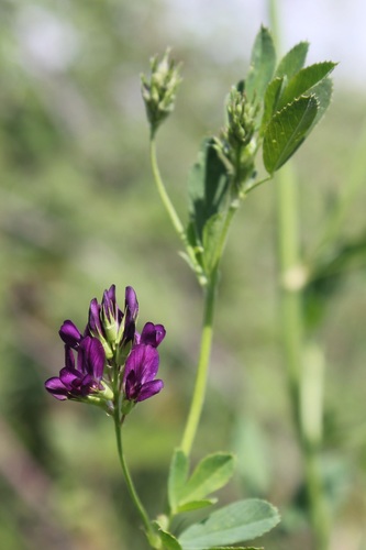 Medicago sativa