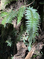 Polystichum manmeiense