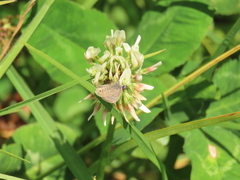 Hemiargus hanno