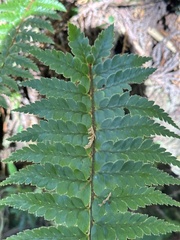 Polystichum manmeiense