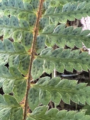 Polystichum manmeiense