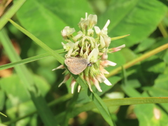 Hemiargus hanno