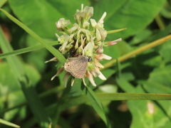 Hemiargus hanno