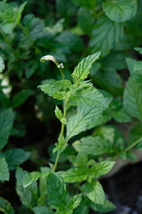 Heliotropium angiospermum
